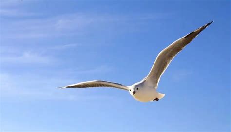 Do Seagulls Have Ears and 9 Other Fun Facts! - Wild Explained