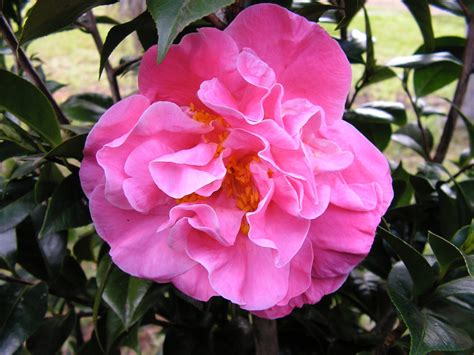 Tiffany – Camellia Glen Nursery