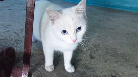 Cute White Cats With Blue Eyes