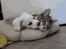 Dog Hug Cat GIF - Dog Hug Cat - Discover & Share GIFs