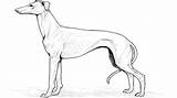 Italian Greyhound Adult Page Coloring Pages sketch template