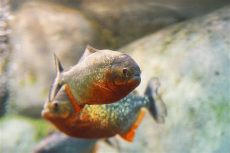 Red-bellied Piranha Facts - CRITTERFACTS