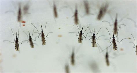 Humans wiped out mosquitoes (in one small lab test)