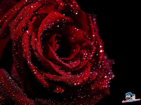 Blood Rose Wallpapers - Wallpaper Cave