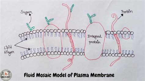 Fluid Mosaic Model Drawing