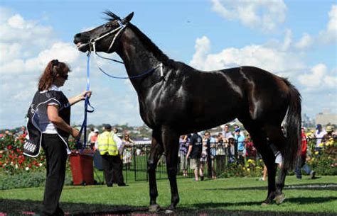 Legendary Undefeated Mare: Black Caviar | TCD Horse Racing