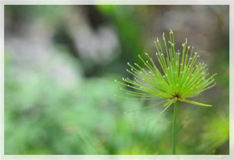 Growing and Caring for Papyrus Plant - Al Ardh Alkhadra