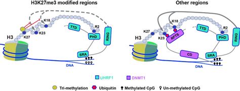 Why low DNA methylation at H3K27me3 sites for | EurekAlert!