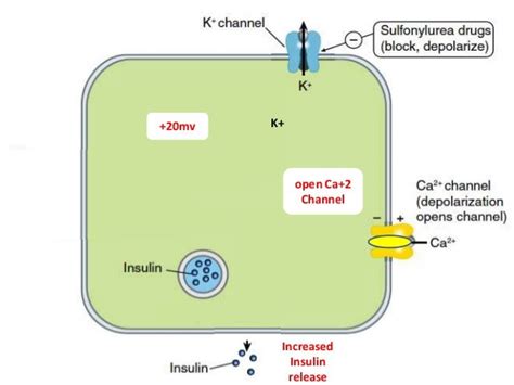 Sulfonylureas-mechanism