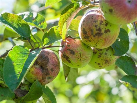 Apple Tree Diseases: Common Problems Growing Apple Tree