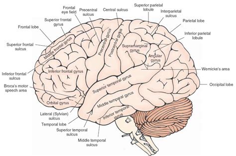 Overview of the Central Nervous System (Gross Anatomy of the Brain) Part 1