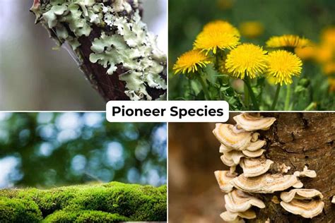 20 Pioneer Species Examples Vital for Habitat Restoration - Wildlife Informer