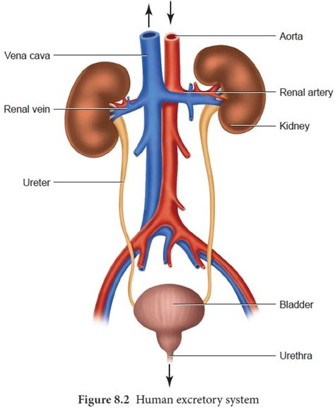 Blank Excretory System Diagram