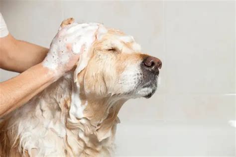 Why At Home Dog Grooming Is Vital: Keeping Your Dog Clean