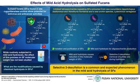 Researchers explore the effects of acid hydrolysis on sulfated fucans in sea cucumbers and sea ...