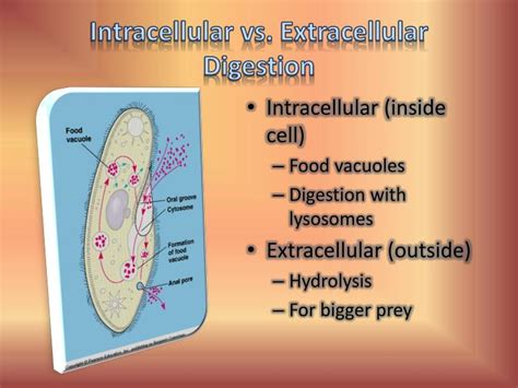 PPT - Chapter 41: Animal Nutrition and Chapter 42: Respiration ...