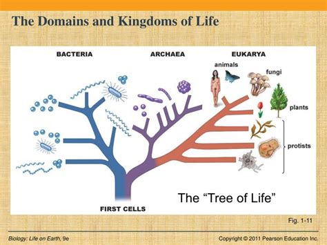 Domain Archaea