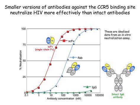 PPT - What is a neutralizing antibody? (NAb) PowerPoint Presentation ...