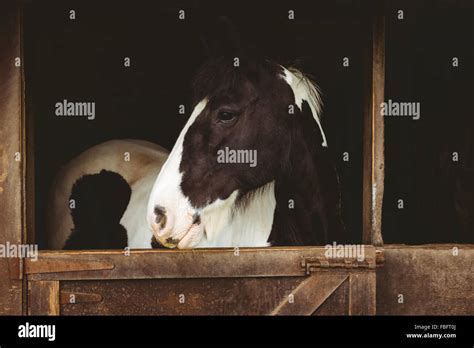 Horses in stable of equestrian centre Stock Photo - Alamy