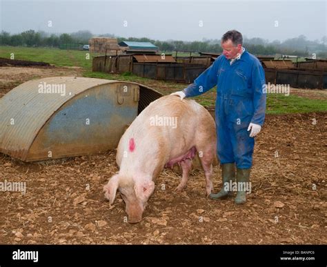 pig suckling sow large white landrace duroc Stock Photo - Alamy