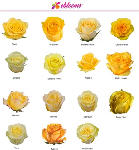 Butter Scotch Roses | Rose varieties, Yellow roses, Fresh cut roses