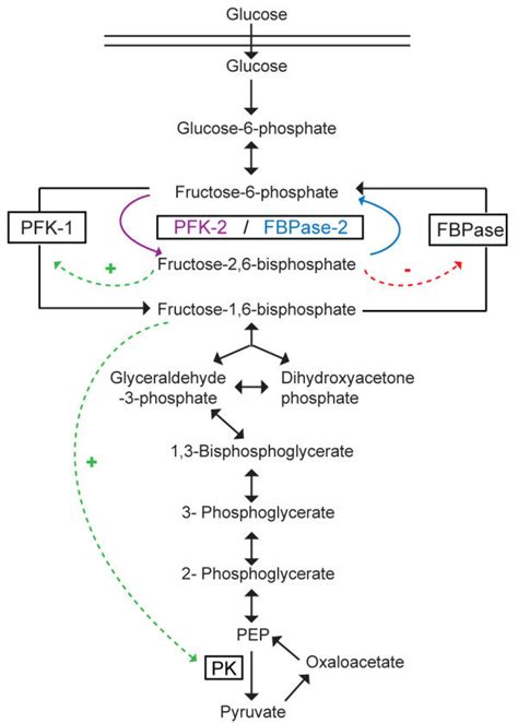 PFK-2/FBPase-2 control of glycolysis and gluconeogenic pathways ...