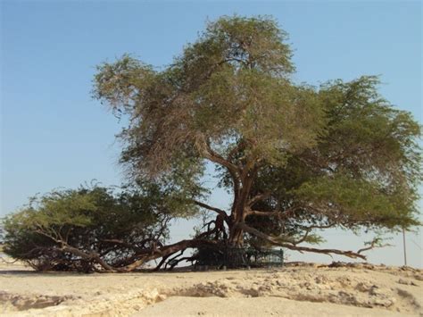 UAE Tree Uae, Plants, Travel, Viajes, Destinations, Plant, Traveling, Trips, Planets