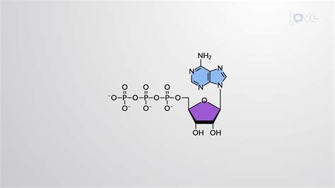 ATP Energy Storage and Release - Concept | Cell Biology | JoVe