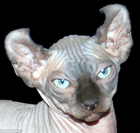 New elf cat breed is a dead ringer for Dobby from the Harry Potter ...