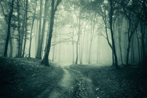 Landscape from a Dark Forest with Fog Stock Image - Image of mist, fear: 21078469