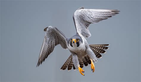 Peregrine falcon has fastest vision speed: Study- The Week