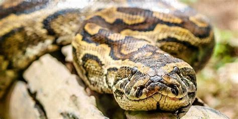 The African Rock Python: A Wildlife Guide ️