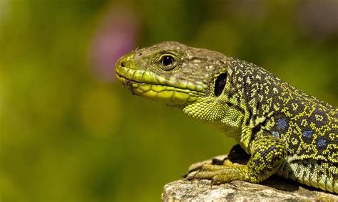 Cute Lizard Wallpapers - Wallpaper Cave