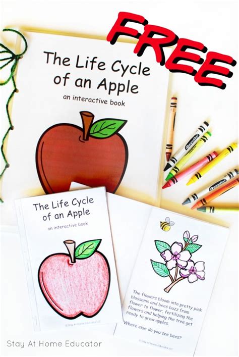 Apple Life Cycle Printable