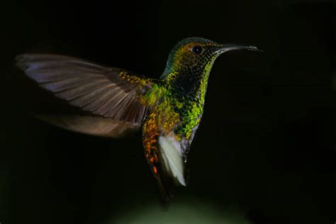 Best Colibri Bird Stock Photos, Pictures & Royalty-Free Images - iStock