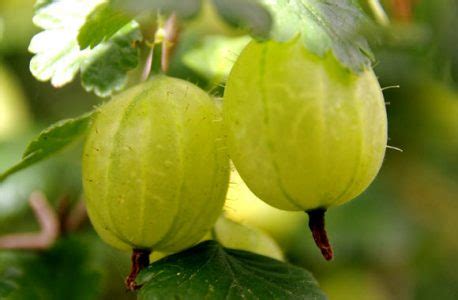 Gooseberry Benefits