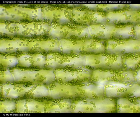 Plant Cell Chloroplast Microscope