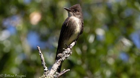 Olive-sided Flycatcher | Audubon Field Guide