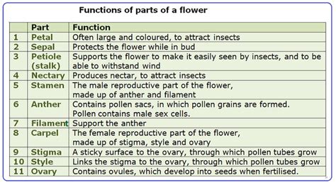 Flower structure - Biology Notes for IGCSE 2014