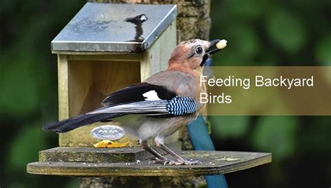 What Everyone Should Know About Feeding Backyard Birds