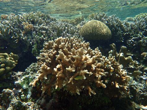 Coral Reef in Bunaken National Park, Manado, Indonesia taken using olympus tough tg-3 camera ...