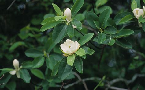 Magnolia virginiana (Magnoliaceae) image 23958 at PhytoImages.siu.edu