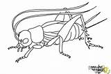 Cricket Insect Coloring Page sketch template
