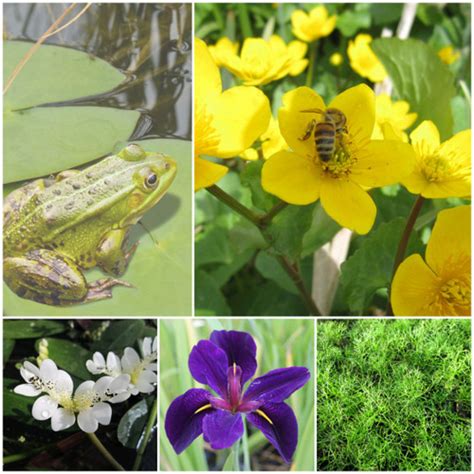 Selection Of Wildlife Pond Plants | Beginners | UK Grown