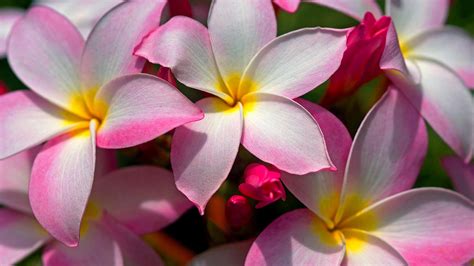 Beautiful Hawaiian Flowers Wallpaper Images - WallpaperSafari