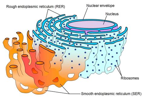 Endoplasmic reticulum- a network of membranous tubules within the ...