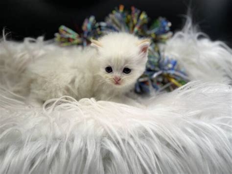 Gallery of Purebred Cream Point Ragdoll Kittens