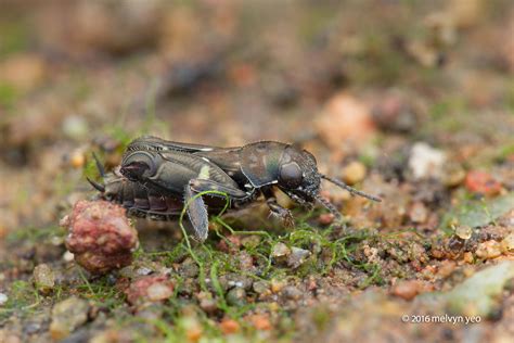 Pygmy mole cricket, Tridactylidae by melvynyeo on DeviantArt