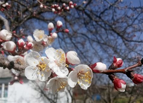 Flowering apricot tree - beautiful photos. Part 2