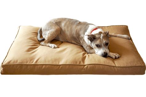 14 Best Tough Dog Beds for Chewers (With Guarantees!) - Hey, Djangles.